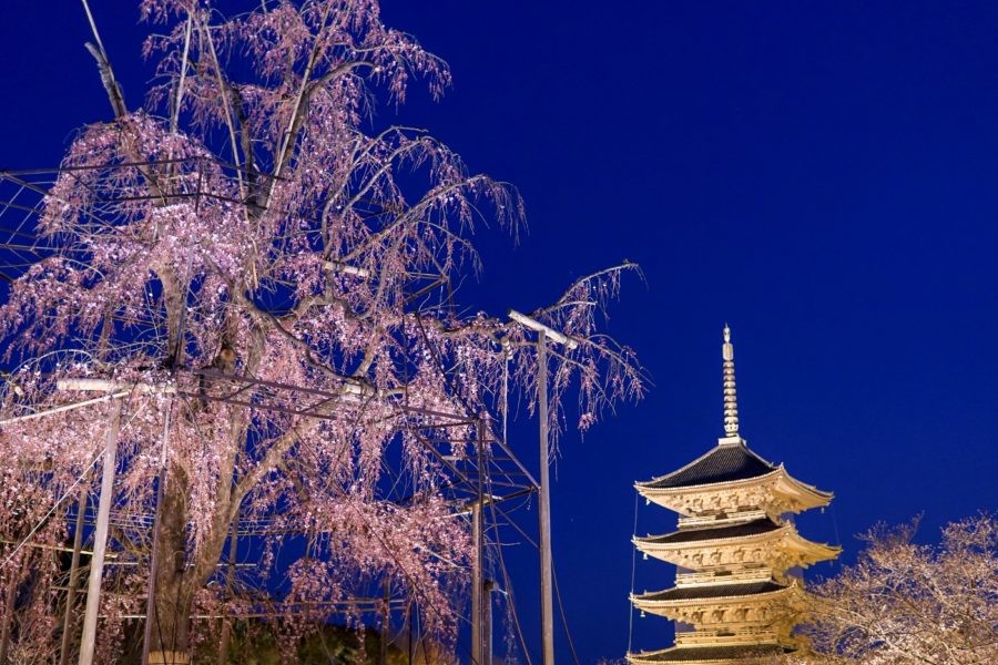 18 東寺の桜ライトアップは3月28日 4月1日が満開 物欲を抑えるブログ